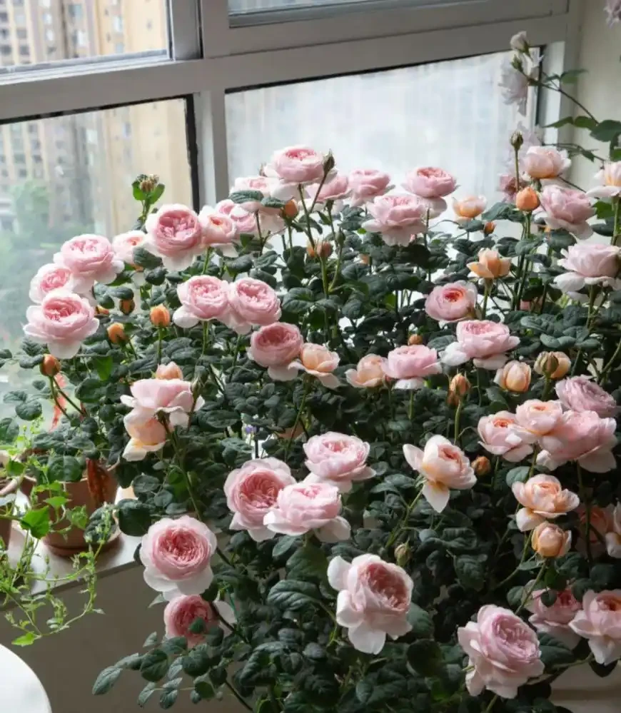 養花必看!這8種花再不施肥就晚了,錯過開花期,只能再等1年!