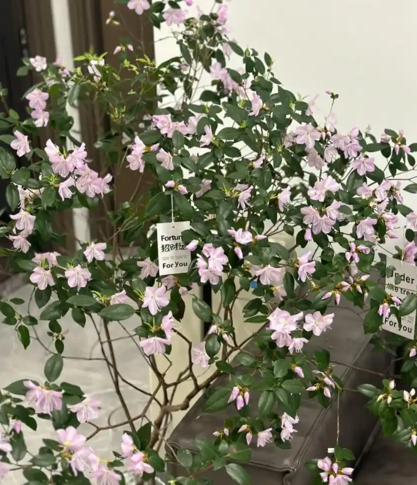 養花必看!這8種花再不施肥就晚了,錯過開花期,只能再等1年!