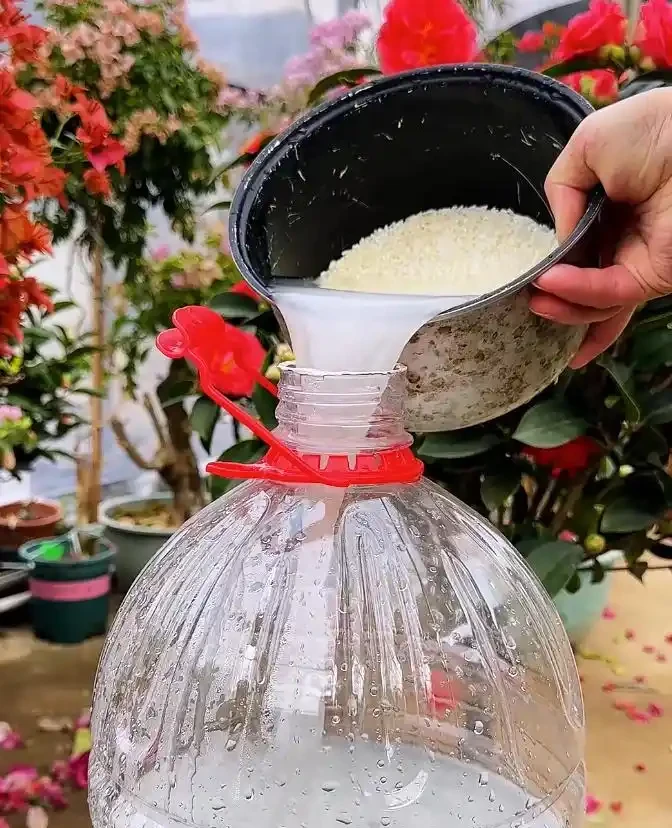 養花必看!這8種花再不施肥就晚了,錯過開花期,只能再等1年!