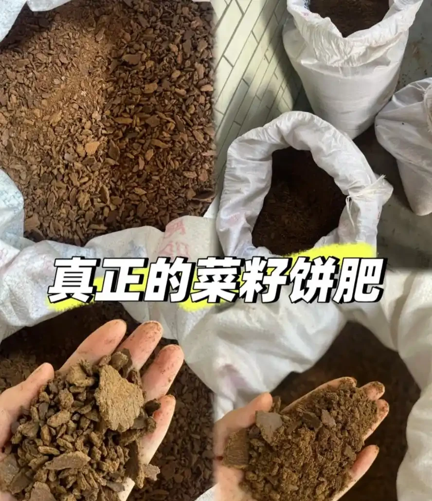 養花必看!這8種花再不施肥就晚了,錯過開花期,只能再等1年!