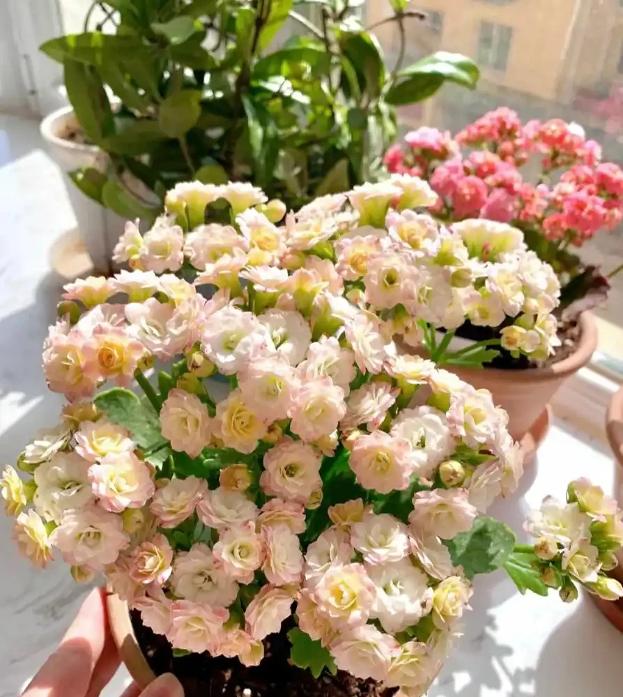 養花必看!這8種花再不施肥就晚了,錯過開花期,只能再等1年!
