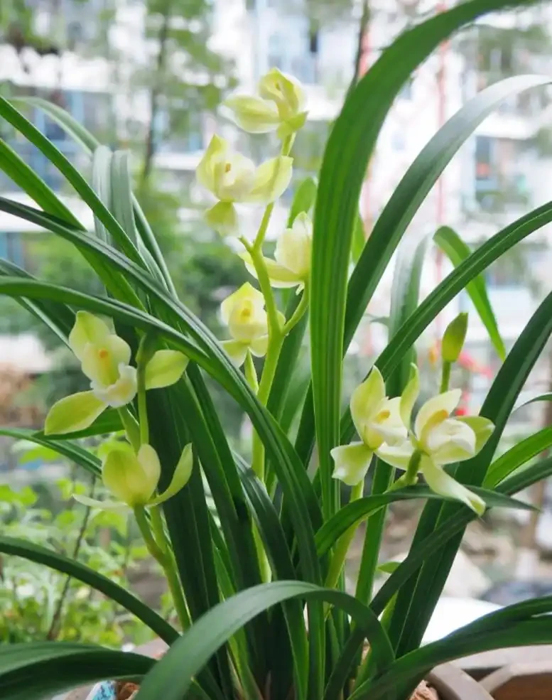 養花必看!這8種花再不施肥就晚了,錯過開花期,只能再等1年!