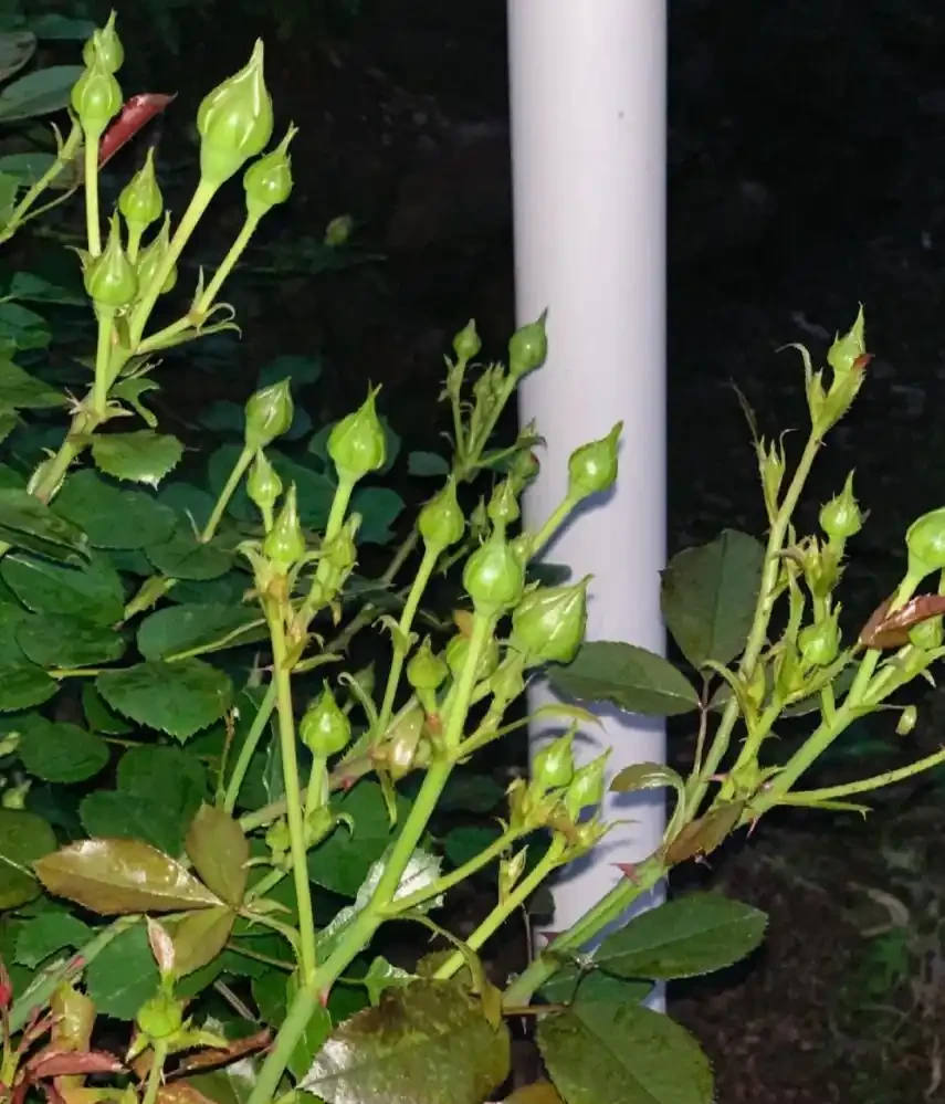 養花必看!這8種花再不施肥就晚了,錯過開花期,只能再等1年!