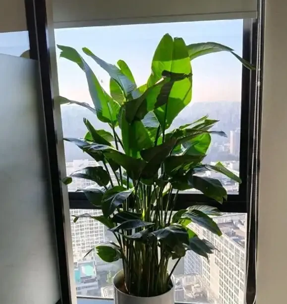 辦公室養這10種綠植,竟能『旺人旺運』?格調提升,大氣彰顯