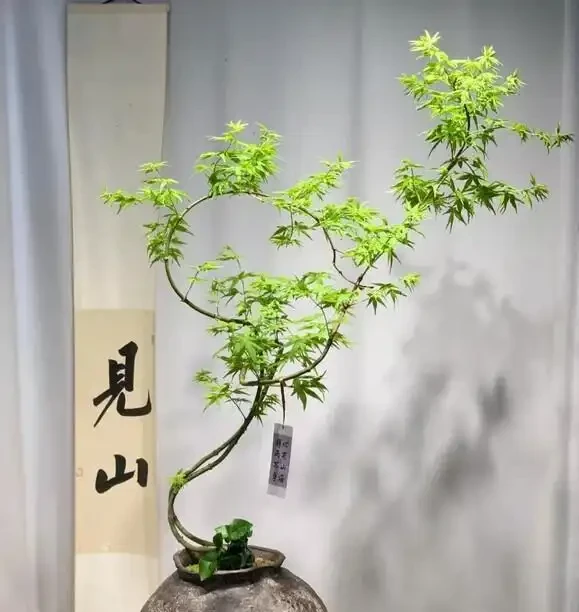 辦公室養這10種綠植,竟能『旺人旺運』?格調提升,大氣彰顯