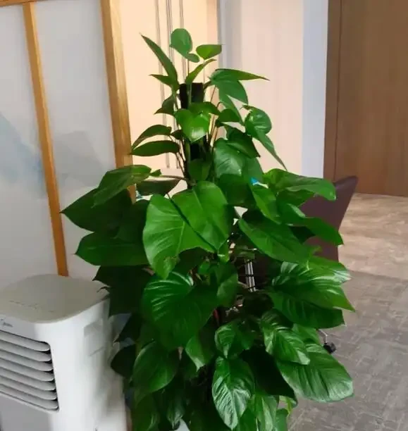辦公室養這10種綠植,竟能『旺人旺運』?格調提升,大氣彰顯