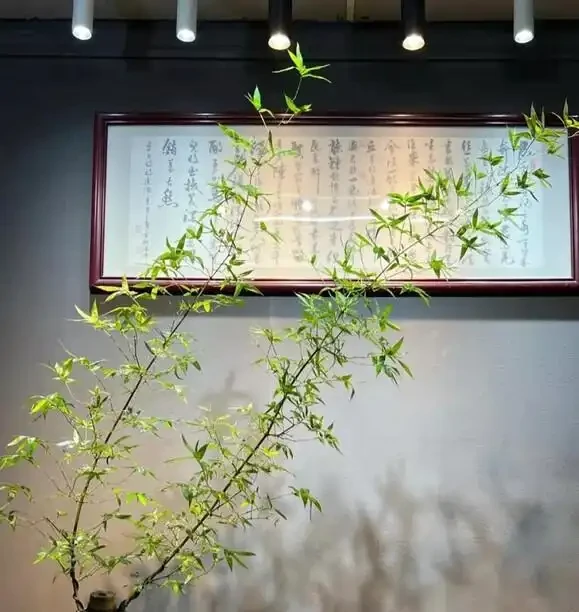 辦公室養這10種綠植,竟能『旺人旺運』?格調提升,大氣彰顯