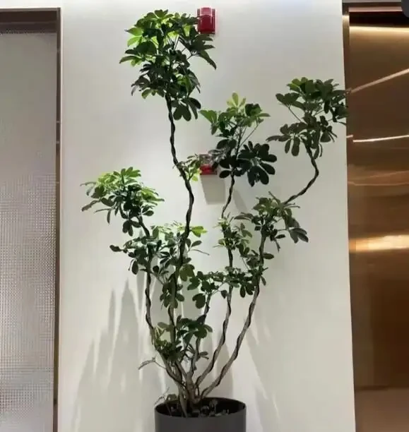辦公室養這10種綠植,竟能『旺人旺運』?格調提升,大氣彰顯