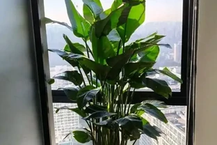 辦公室養這10種綠植，竟能『旺人旺運』？格調提升，大氣彰顯