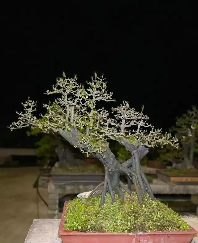 讓金彈子滿樹掛果,枝繁葉茂?記住這個口訣,你也是養金彈子高手