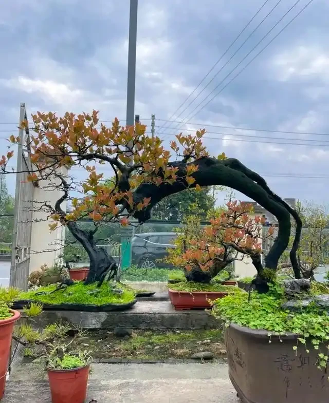 讓金彈子滿樹掛果,枝繁葉茂?記住這個口訣,你也是養金彈子高手