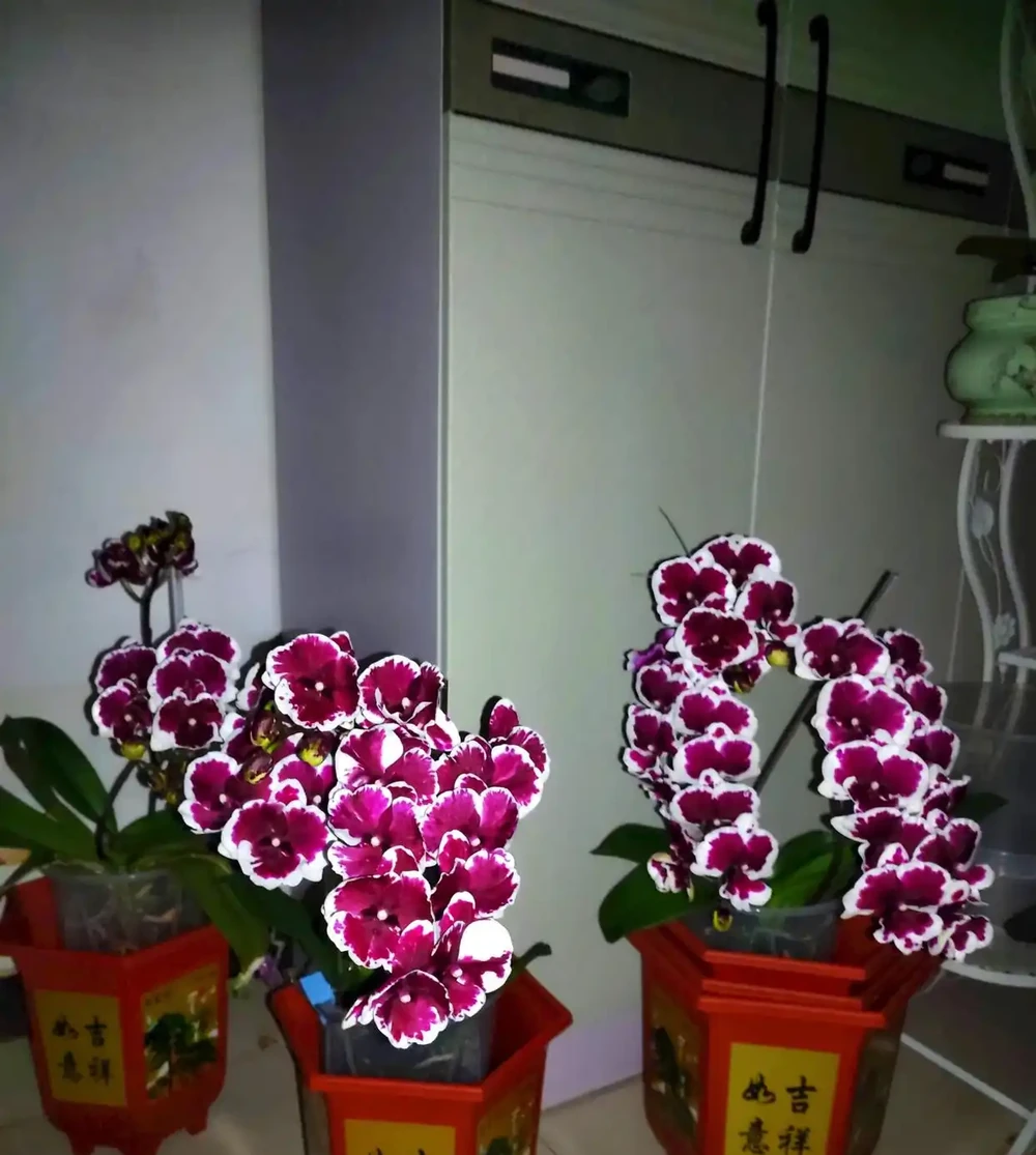 河北男子自制「火山肥」,養出巴掌大蝴蝶蘭!專家:他無意中摸到了養花的終極密碼