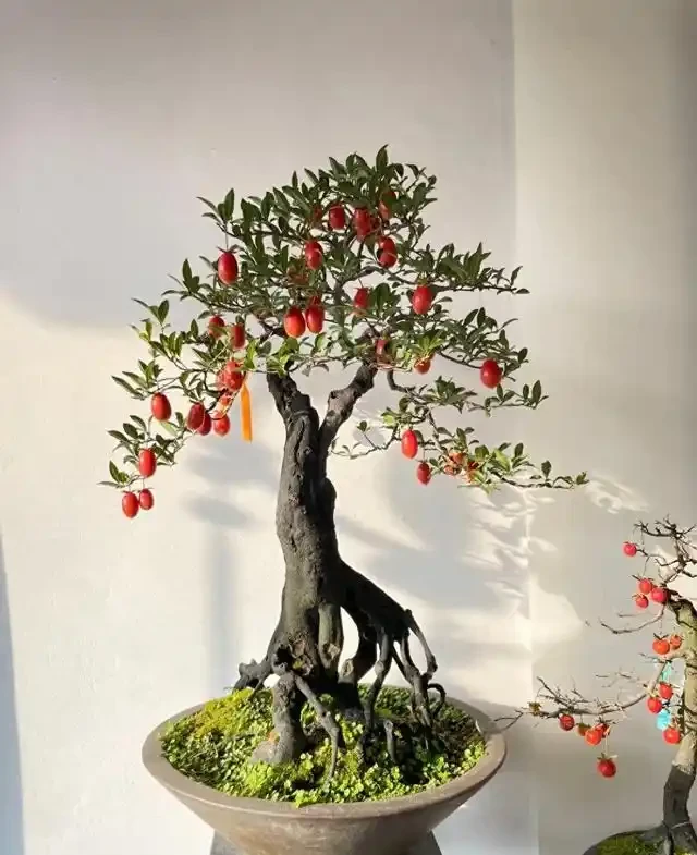讓金彈子滿樹掛果,枝繁葉茂?記住這個口訣,你也是養金彈子高手