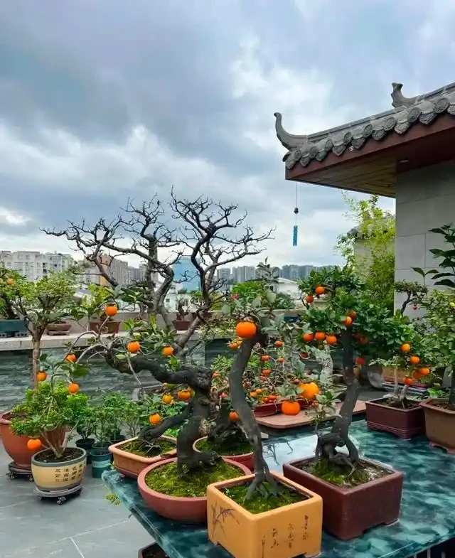 讓金彈子滿樹掛果,枝繁葉茂?記住這個口訣,你也是養金彈子高手