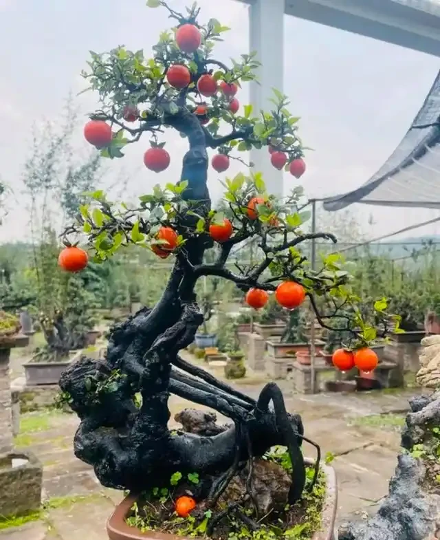 讓金彈子滿樹掛果,枝繁葉茂?記住這個口訣,你也是養金彈子高手