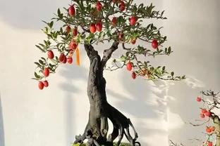 讓金彈子滿樹掛果，枝繁葉茂？記住這個口訣，你也是養金彈子高手
