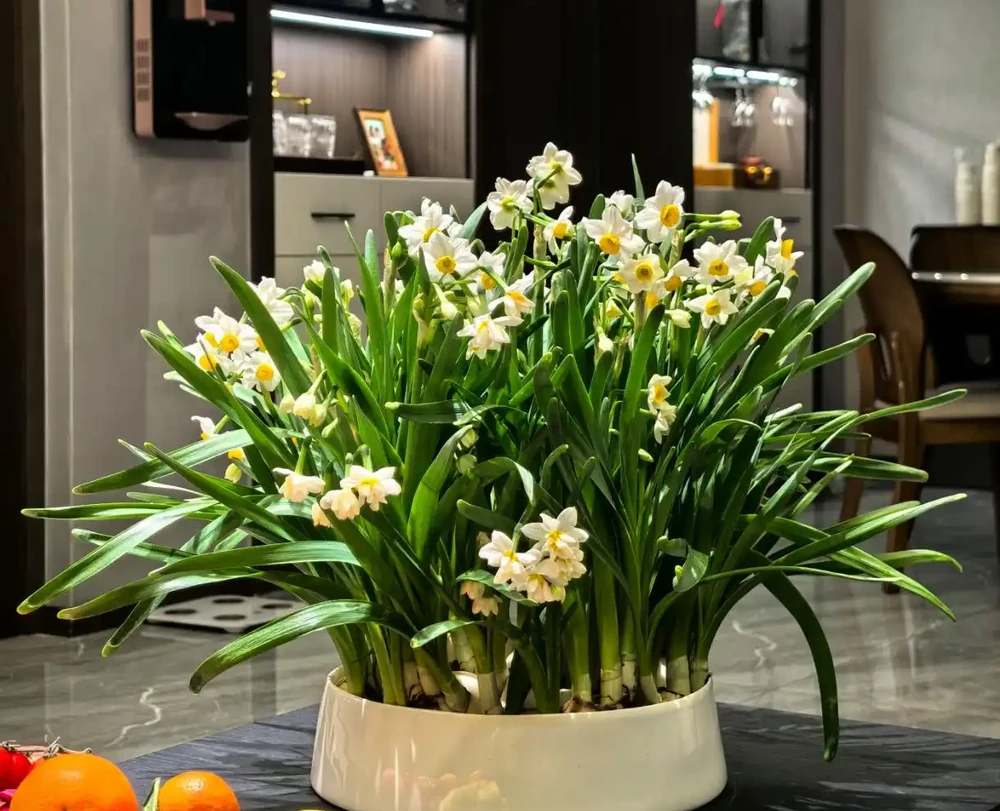 香氣非常好聞的8種花,養家裡滿屋飄香,看看哪種香到你心巴上