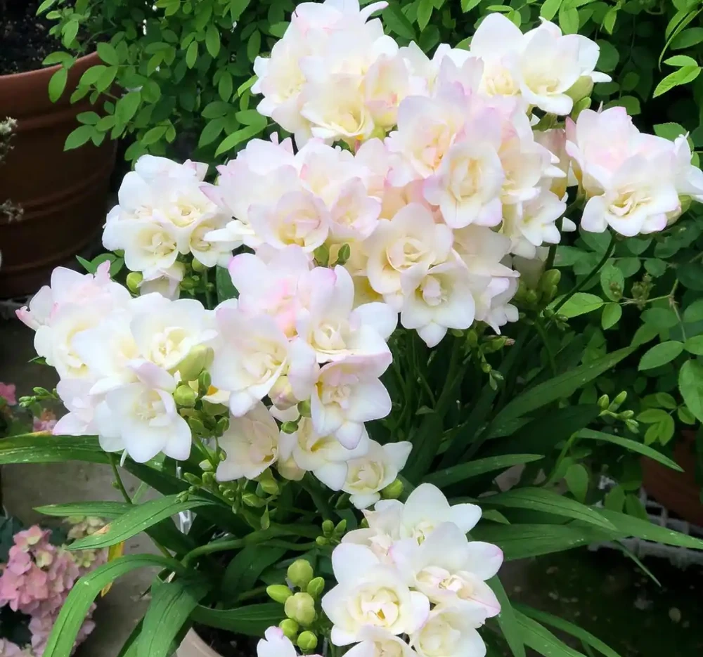 香氣非常好聞的8種花,養家裡滿屋飄香,看看哪種香到你心巴上