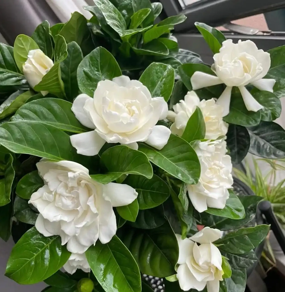 香氣非常好聞的8種花,養家裡滿屋飄香,看看哪種香到你心巴上