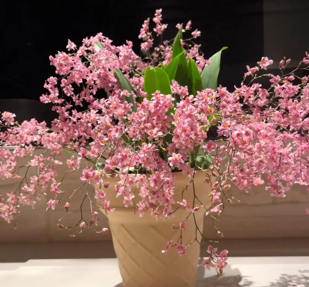 香氣非常好聞的8種花,養家裡滿屋飄香,看看哪種香到你心巴上
