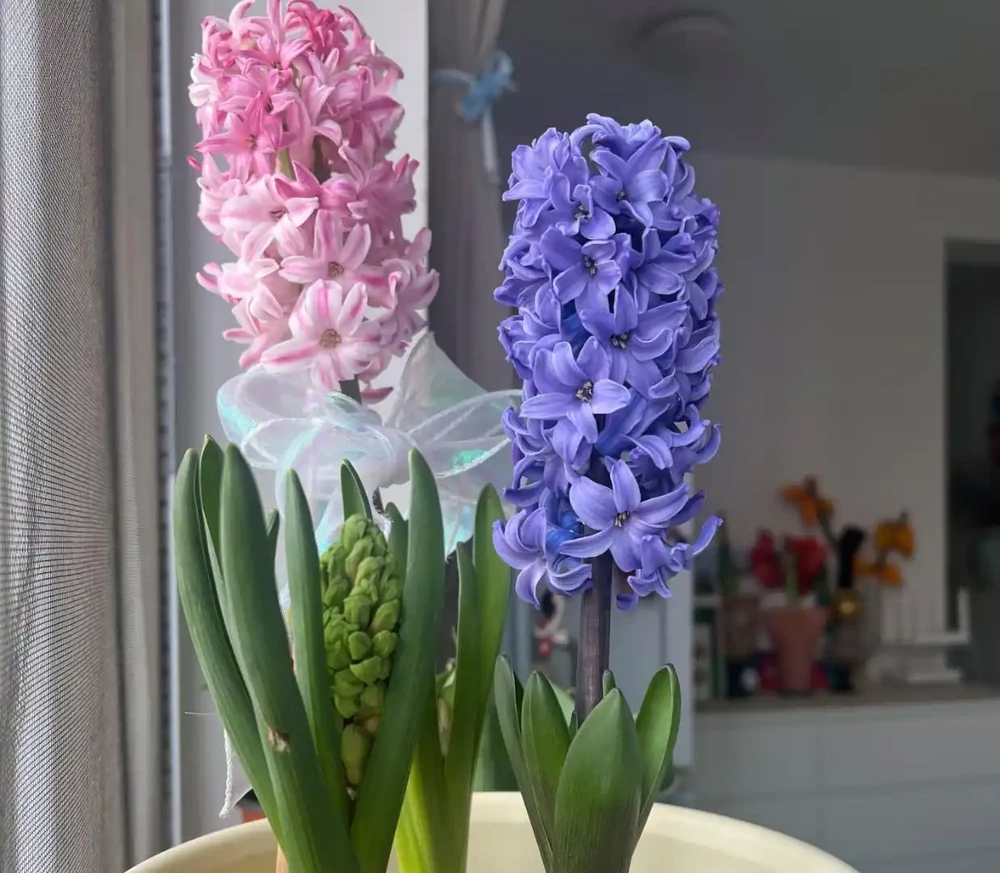 香氣非常好聞的8種花,養家裡滿屋飄香,看看哪種香到你心巴上