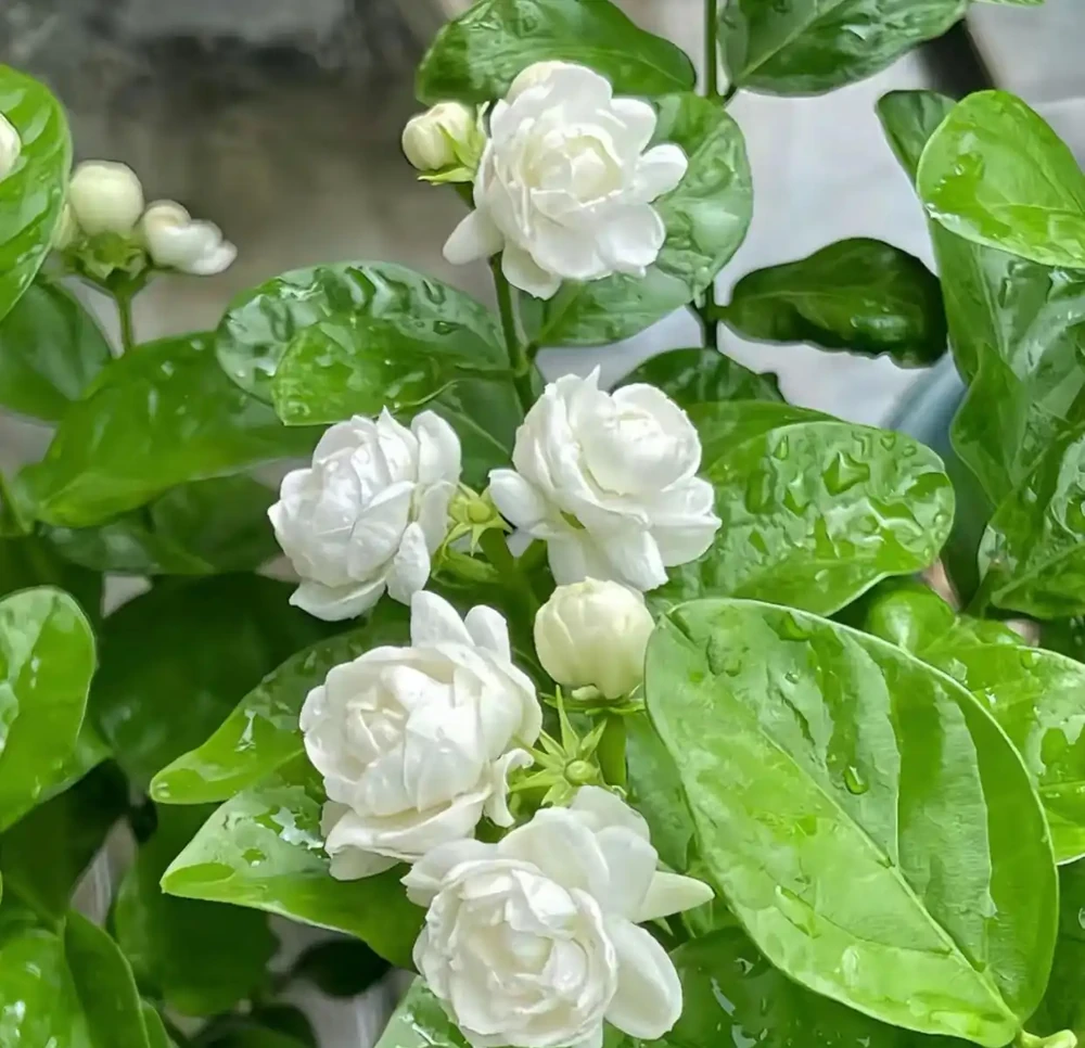 香氣非常好聞的8種花,養家裡滿屋飄香,看看哪種香到你心巴上