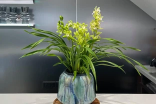 香氣非常好聞的8種花，養家裡滿屋飄香，看看哪種香到你心巴上