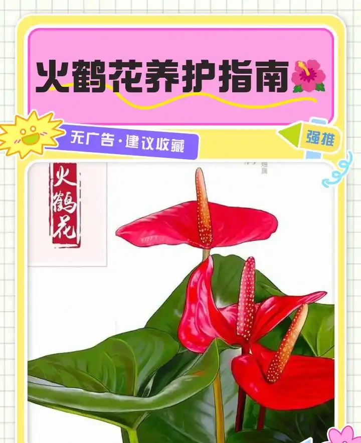 顛覆養護誤區！火鶴花7天馴化復原30天爆葉秘訣
