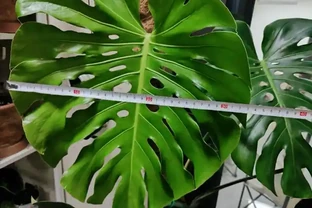龜背芋總腐根、不開背？新手別瞎養，這篇全攻略一次講透