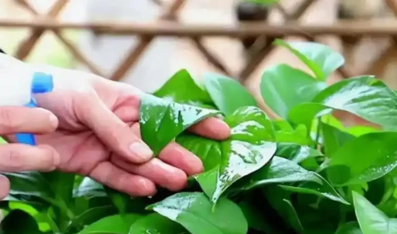 啤酒養花別亂用!4種科學用法+避坑指南,讓植物蹭蹭長不腐根!