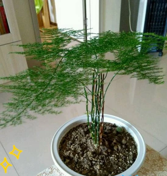 剪光光也能滿盆!5種綠植「剃頭」復活記