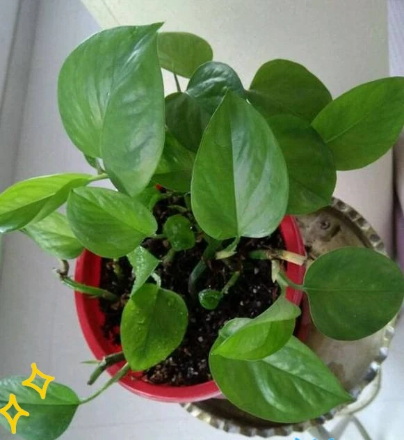 剪光光也能滿盆!5種綠植「剃頭」復活記