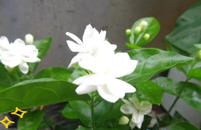 剪光光也能滿盆!5種綠植「剃頭」復活記