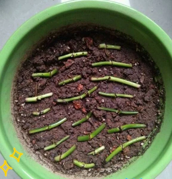 剪光光也能滿盆!5種綠植「剃頭」復活記