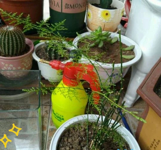 剪光光也能滿盆!5種綠植「剃頭」復活記