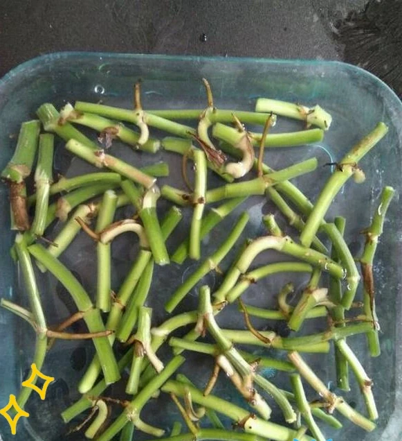 剪光光也能滿盆!5種綠植「剃頭」復活記