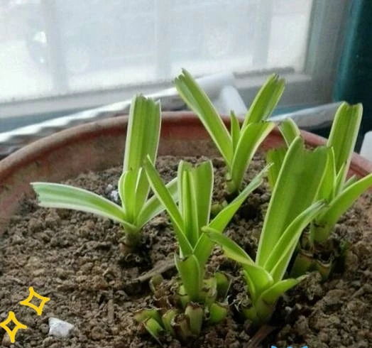 剪光光也能滿盆!5種綠植「剃頭」復活記