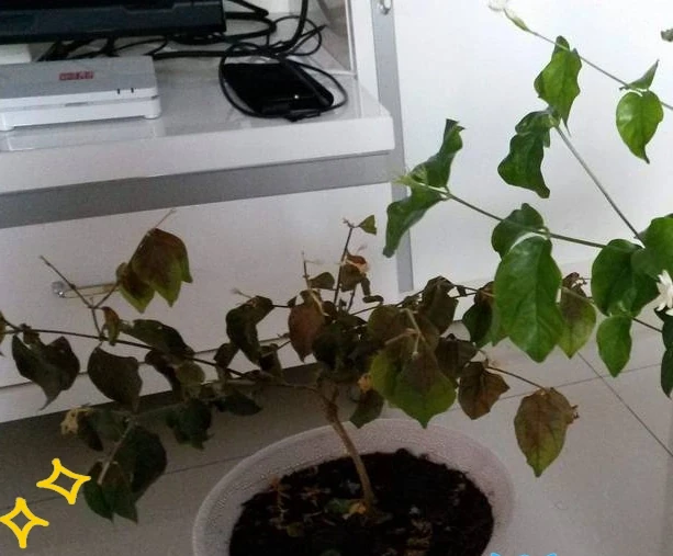 剪光光也能滿盆!5種綠植「剃頭」復活記