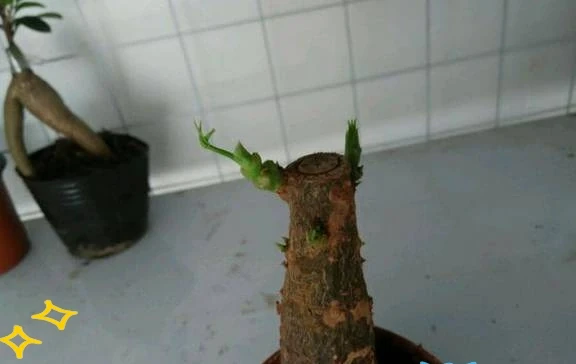 剪光光也能滿盆!5種綠植「剃頭」復活記