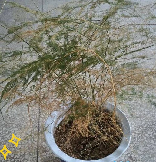 剪光光也能滿盆!5種綠植「剃頭」復活記