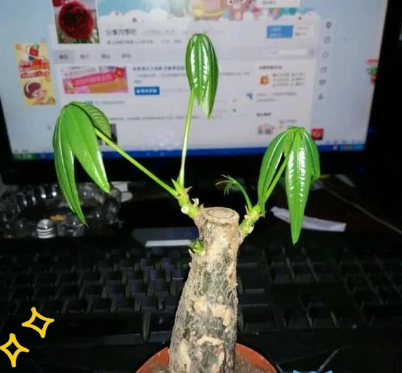 剪光光也能滿盆!5種綠植「剃頭」復活記