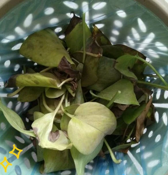 剪光光也能滿盆!5種綠植「剃頭」復活記