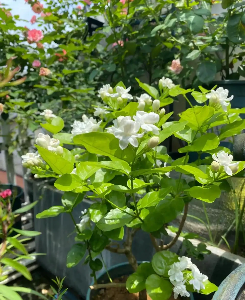 9種花「曬不死」,扔在南陽臺,長成讓人羨慕的樣子