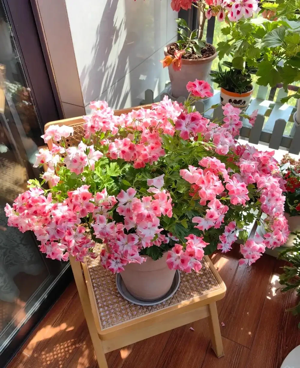 9種花「曬不死」,扔在南陽臺,長成讓人羨慕的樣子