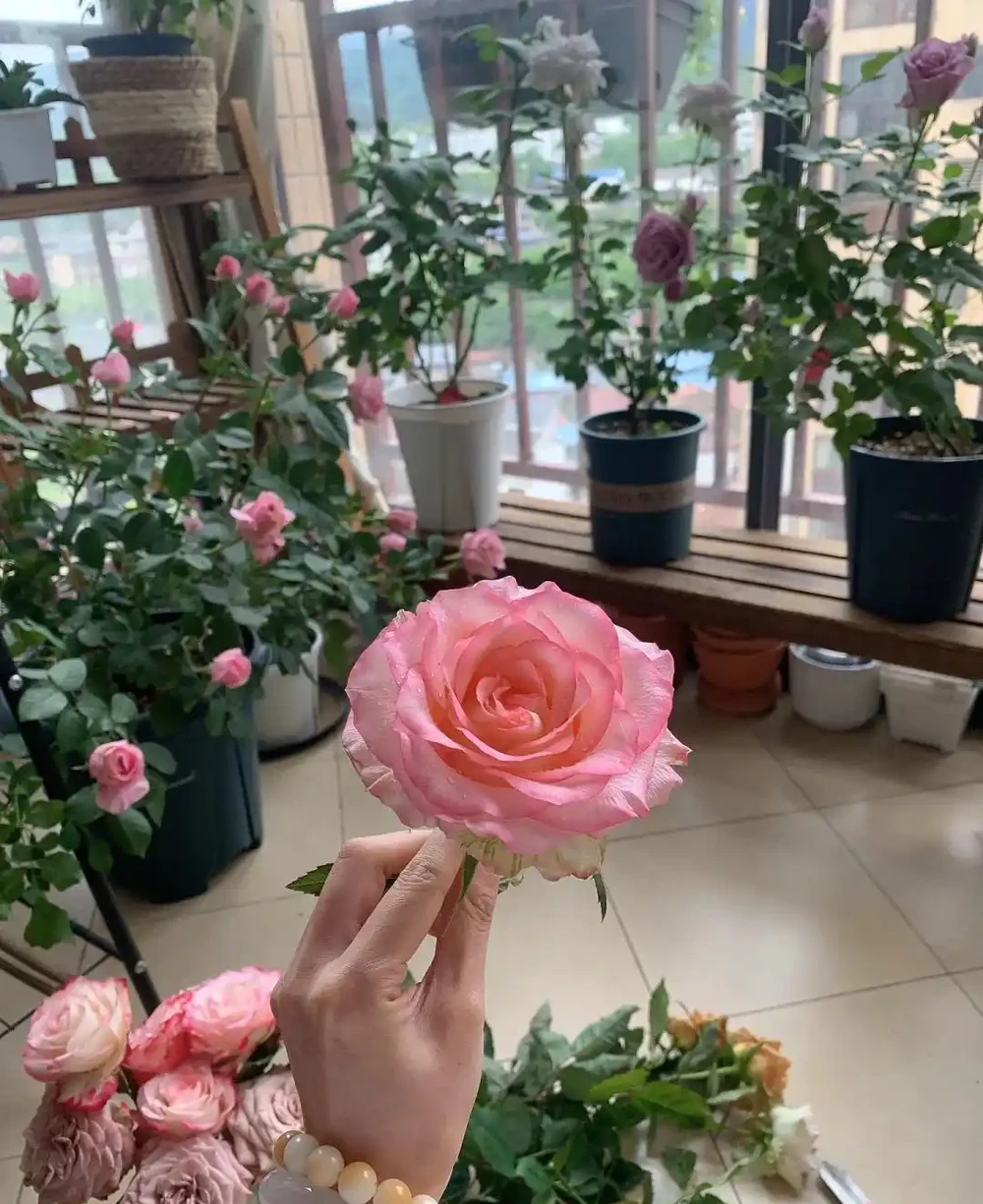9種花「曬不死」,扔在南陽臺,長成讓人羨慕的樣子