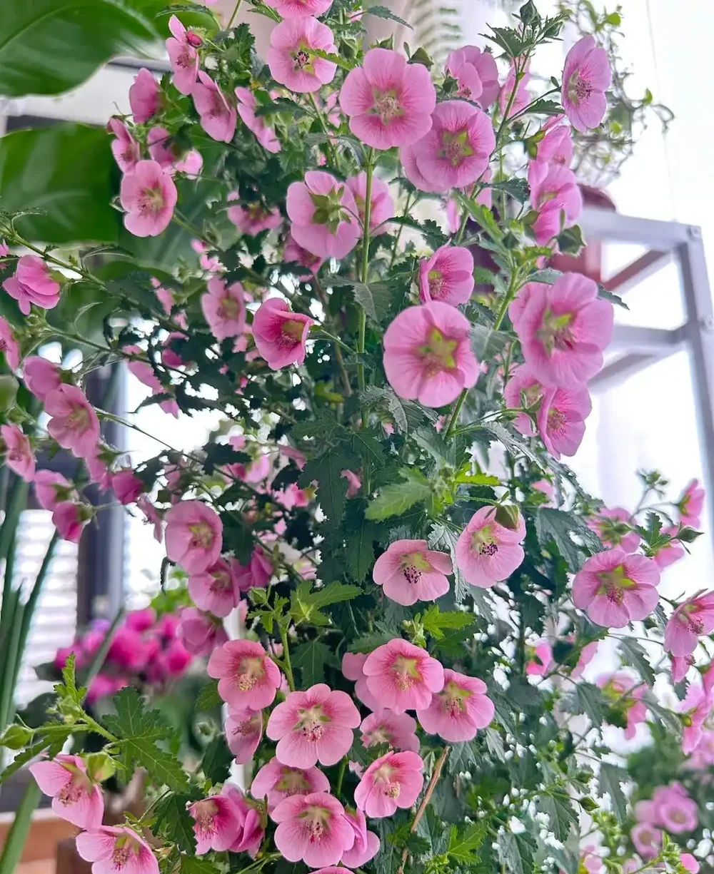 9種花「曬不死」,扔在南陽臺,長成讓人羨慕的樣子