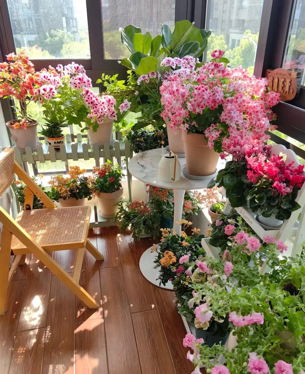 9種花「曬不死」,扔在南陽臺,長成讓人羨慕的樣子
