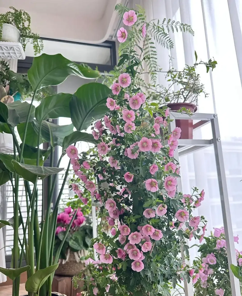 9種花「曬不死」,扔在南陽臺,長成讓人羨慕的樣子