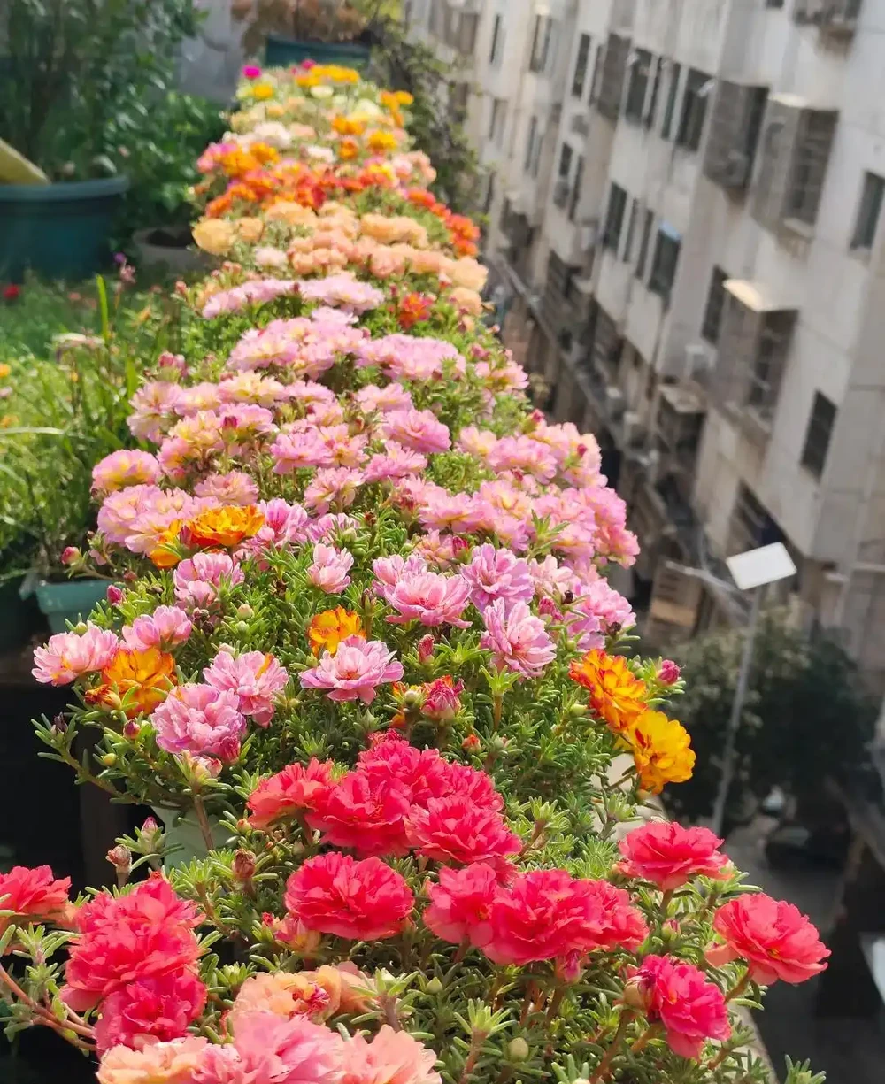 9種花「曬不死」,扔在南陽臺,長成讓人羨慕的樣子