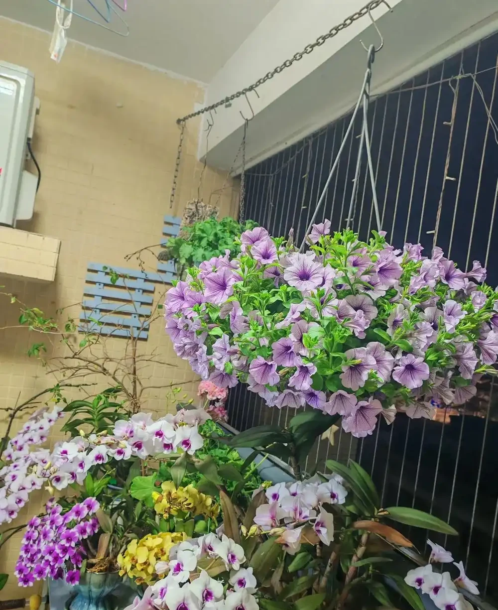 9種花「曬不死」,扔在南陽臺,長成讓人羨慕的樣子
